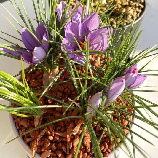 NEW【春ワークショップ開催】第１回のテーマ『サフランの愉しみ方』こちらをクリック★