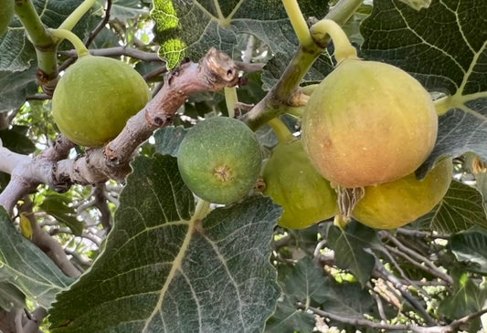 ★【唯一無二の干し方】完熟イチジク、無糖・無着色・無油、アフガニスタン産【100gを３袋配送まではレターパックライト・全国一律430円】